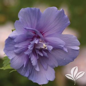 Hibiscus syriacus 'Notwoodthree' 