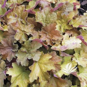 Heuchera x villosa 'Big Top Gold' 