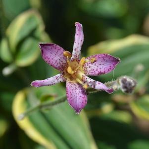 Tricyrtis formosana 'sPg-3-023' 