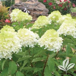 Hydrangea paniculata 'Phantom' 
