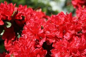 Rhododendron x carla 'Wolfpack Red' 