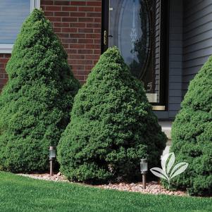 Picea glauca 'Conica' 