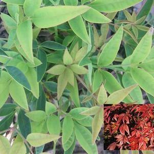 Nandina domestica 'sPg-3-006' 
