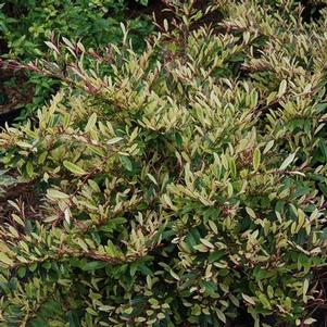 Distylium x 'sPg-3-007' 