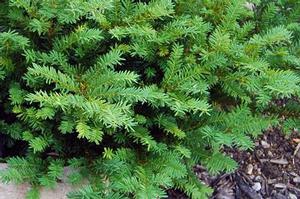 Taxus x media 'Tauntonii' 