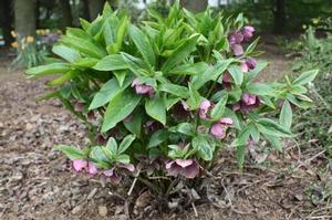 Helleborus orientalis 