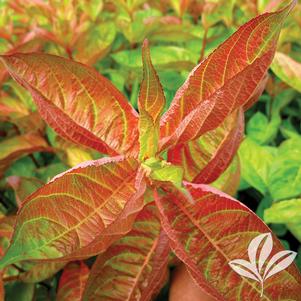 Weigela florida 'Wings of Fire' 
