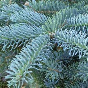 Picea pungens 'Fat Albert' 