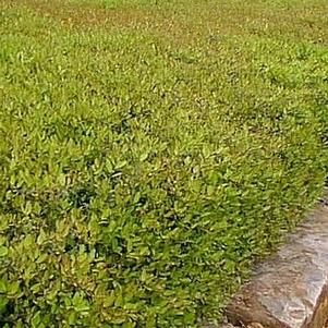 Buxus microphylla japonica 