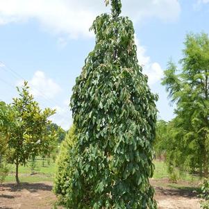 Diospyros virginiana 'JN5' 