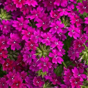 Verbena 'RIKAV14704' 