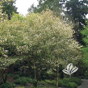 Amelanchier x grandiflora 'Autumn Brilliance' 