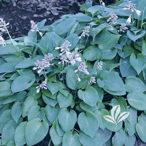 Hosta 'Blue Cadet' 