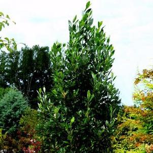 Magnolia virginiana 'JN8' 