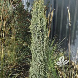 Juniperus virginiana 'Gresent' 