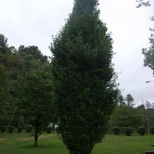 Ginkgo biloba 'JN9' 