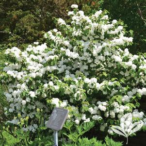 Viburnum plicatum f. plicatum 'Popcorn' 