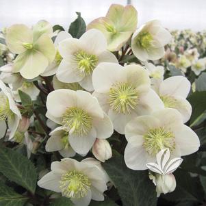 Helleborus x ericsmithii 'COSEH 790' 