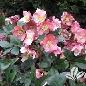 Helleborus x ballardiae 'COSEH 810' 