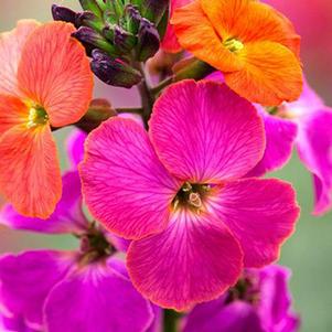 Erysimum 'Innerywinorch' 