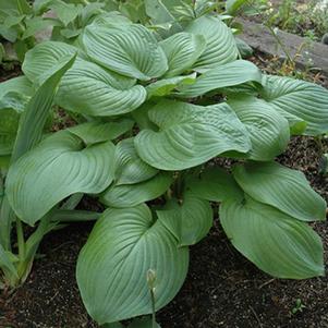 Hosta 'Fried Green Tomatoes' 