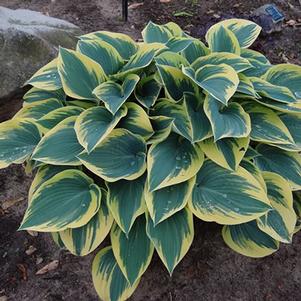 Hosta 'First Frost' 