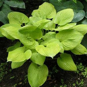 Hosta 'Banana Kid' 
