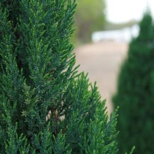 Juniperus chinensis 'Blue Point' 