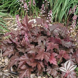 Heucherella 'Burnished Bronze' 
