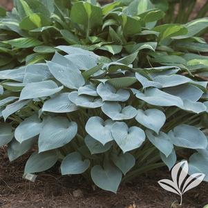 Hosta 'Halcyon' 