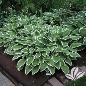 Hosta 'Ginko Craig' 