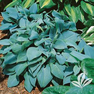 Hosta 'Fragrant Blue' 