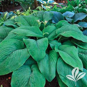 Hosta 'T-Rex' 