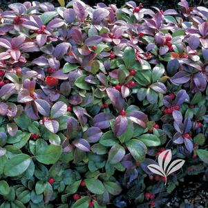 Hosta 'Robert Frost' 
