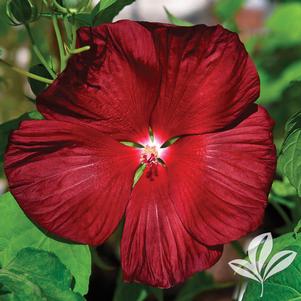 Hibiscus moscheutos 'Deep Red HIB107' 