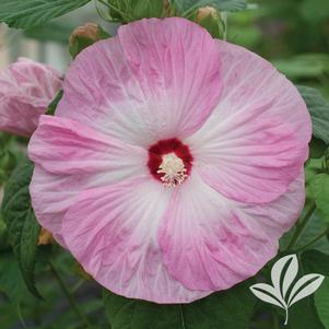 Hibiscus moschuetos 'Light Rose HIB104' 
