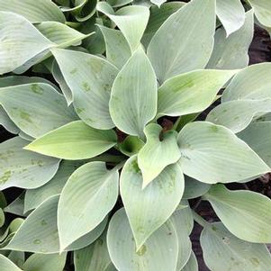 Hosta 'Blue' 