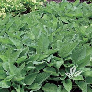 Hosta 'Hyacinthina' 