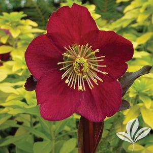 Helleborus 'Ruby Wine' 