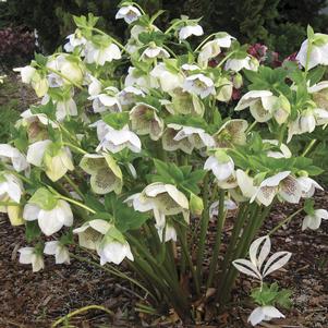 Helleborus x hybridus 'Conny' 