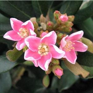 Rhaphiolepis indica 'PS-2013-1' 