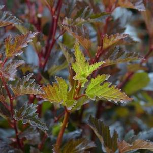 Physocarpus opulifolius 'Grecinstick' 