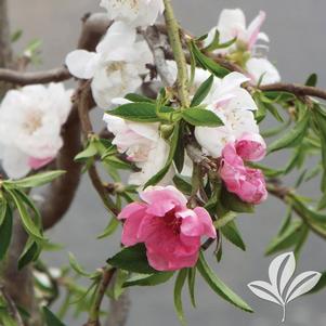 Prunus persica 'Grepeptwst' 