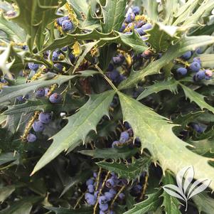 Mahonia 'sPg-15-1' 