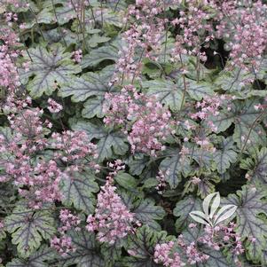 Heucherella 'Tapestry' 