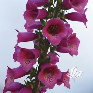 Digitalis 'Takfoplgo' 