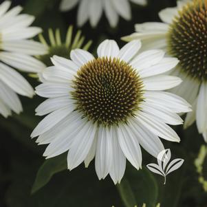 Echinacea purpurea 'Balsomblanc' 