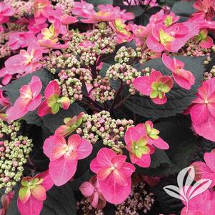 Hydrangea serrata 'SMNMAKTSR' 