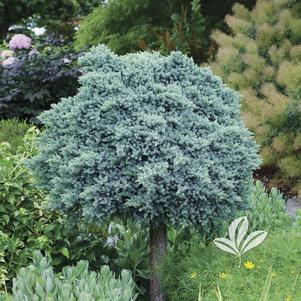 Juniperus squamata 'Blue Star' 