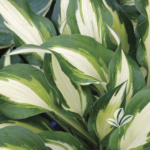 Hosta 'Night Before Christmas' 